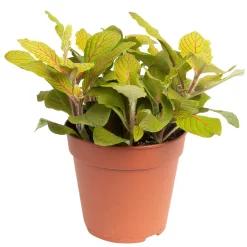 Grünpflanzen Trend-Mix Für Sonnig/halbschattige Standorte, Topf 12 Cm Ø -Gartenserien Geschäft 0220150063 4 1