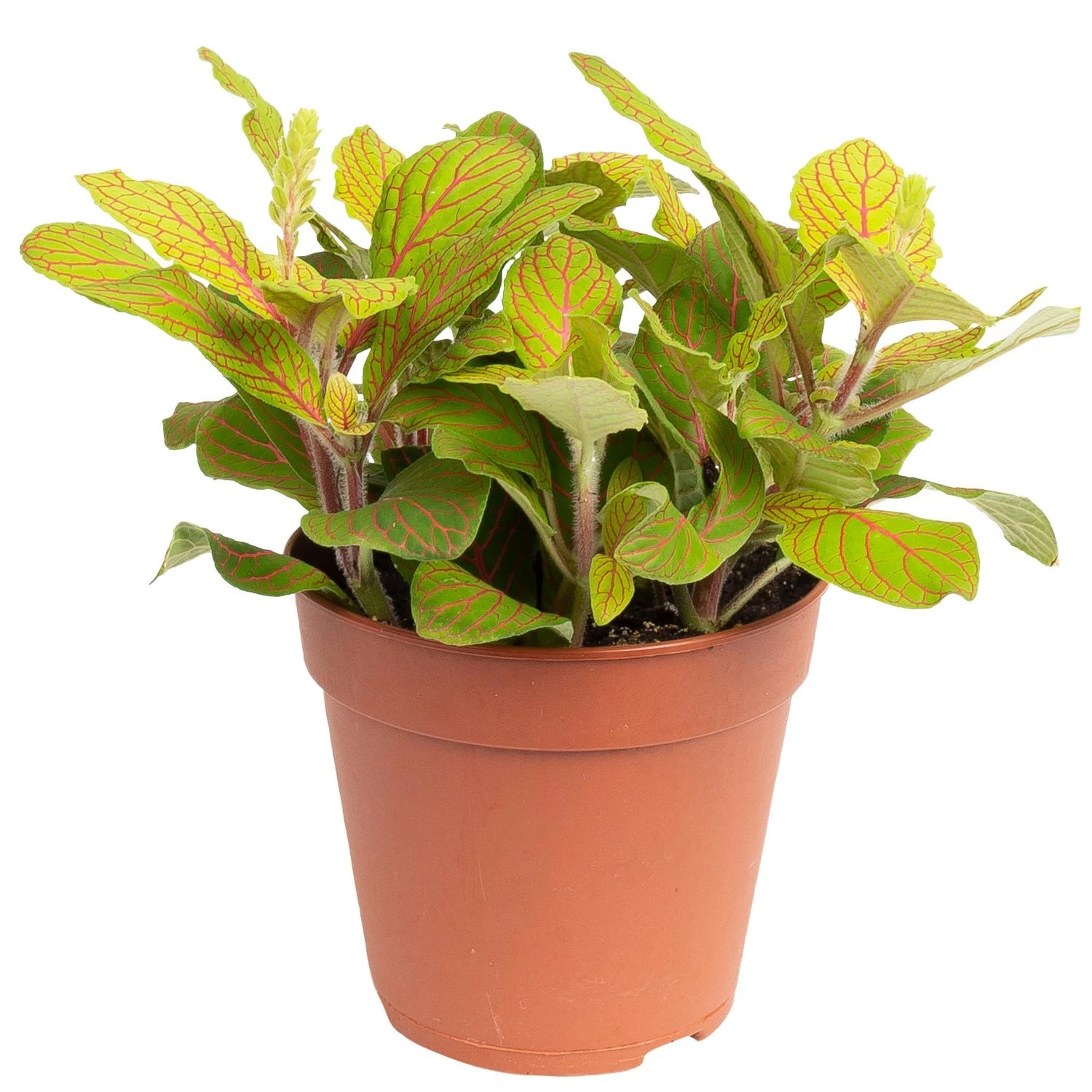 Grünpflanzen Trend-Mix, Hängend Bis Kletternd, Topf 12 Cm Ø 7 Grünpflanzen Trend-Mix, Hängend Bis Kletternd, Topf 12 Cm Ø – Bild 7