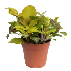 Grünpflanzen Trend-Mix, Hängend Bis Kletternd, Topf 12 Cm Ø 19 Grünpflanzen Trend-Mix, Hängend Bis Kletternd, Topf 12 Cm Ø -Gartenserien Geschäft 0220150063 5