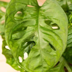 Grünpflanzen Trend-Mix, Hängend Bis Kletternd, Topf 12 Cm Ø 25 Grünpflanzen Trend-Mix, Hängend Bis Kletternd, Topf 12 Cm Ø -Gartenserien Geschäft 0220150063 6