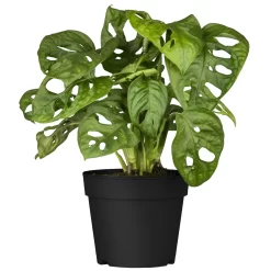 Grünpflanzen Trend-Mix, Hängend Bis Kletternd, Topf 12 Cm Ø 23 Grünpflanzen Trend-Mix, Hängend Bis Kletternd, Topf 12 Cm Ø -Gartenserien Geschäft 0220150063 7