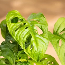 Grünpflanzen Trend-Mix, Hängend Bis Kletternd, Topf 12 Cm Ø 24 Grünpflanzen Trend-Mix, Hängend Bis Kletternd, Topf 12 Cm Ø -Gartenserien Geschäft 0220150063 8