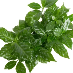 Grünpflanzen Trend-Mix Für Sonnig/halbschattige Standorte, Topf 12 Cm Ø -Gartenserien Geschäft 0220150064