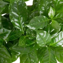 Grünpflanzen Trend-Mix Für Sonnig/halbschattige Standorte, Topf 12 Cm Ø -Gartenserien Geschäft 0220150064 1