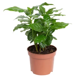 Grünpflanzen Trend-Mix Für Sonnig/halbschattige Standorte, Topf 12 Cm Ø -Gartenserien Geschäft 0220150064 1 1