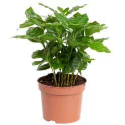 Grünpflanzen Trend-Mix Für Sonnig/halbschattige Standorte, Topf 12 Cm Ø -Gartenserien Geschäft 0220150064 2