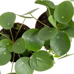 Grünpflanzen Trend-Mix Für Sonnig/halbschattige Standorte, Topf 12 Cm Ø -Gartenserien Geschäft 0220150064 6