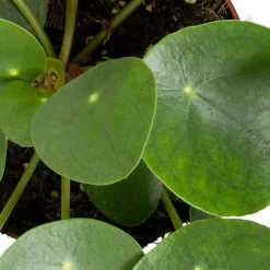 Grünpflanzen Trend-Mix Für Sonnig/halbschattige Standorte, Topf 12 Cm Ø -Gartenserien Geschäft 0220150064 6 1