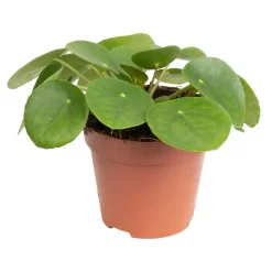 Grünpflanzen Trend-Mix Für Sonnig/halbschattige Standorte, Topf 12 Cm Ø -Gartenserien Geschäft 0220150064 7