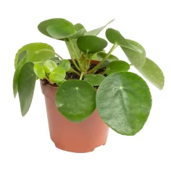 Grünpflanzen Trend-Mix Für Sonnig/halbschattige Standorte, Topf 12 Cm Ø -Gartenserien Geschäft 0220150064 8