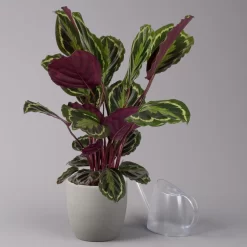 Calathea 'Medallion', Topf-Ø 19 Cm, Höhe Ca. 85 Cm -Gartenserien Geschäft 0220160008 Calathea Medaillon 19cm 3 109549