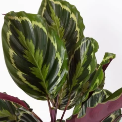 Calathea 'Medallion', Topf-Ø 19 Cm, Höhe Ca. 85 Cm -Gartenserien Geschäft 0220160008 Calathea Medaillon 19cm 4 109550