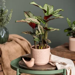 Calathea Majestica 'Whitestar', Topf-Ø 14 Cm, Höhe Ca. 35-45 Cm -Gartenserien Geschäft 0220160027 Calathea majestica Whitestar 1