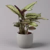 Calathea Majestica 'Whitestar', Topf-Ø 14 Cm, Höhe Ca. 35-45 Cm
