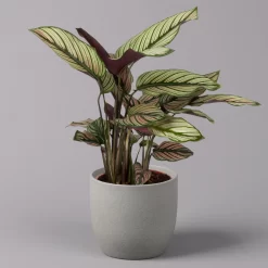 Calathea Majestica 'Whitestar', Topf-Ø 14 Cm, Höhe Ca. 35-45 Cm