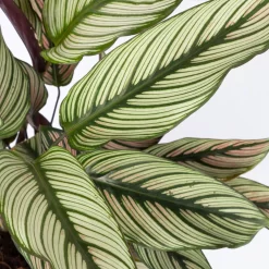 Calathea Majestica 'Whitestar', Topf-Ø 14 Cm, Höhe Ca. 35-45 Cm -Gartenserien Geschäft 0220160027 Calathea majestica Whitestar 14cm 4