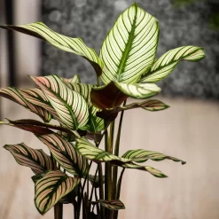 Calathea Majestica 'Whitestar', Topf-Ø 14 Cm, Höhe Ca. 35-45 Cm -Gartenserien Geschäft 0220160027 Calathea majestica Whitestar 2