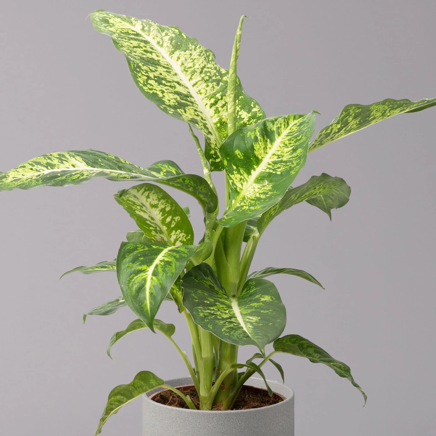 Dieffenbachie 'Mars', Topf-Ø 17cm, Höhe Ca. 50-60 Cm 2 Dieffenbachie 'Mars', Topf-Ø 17cm, Höhe Ca. 50-60 Cm – Bild 2
