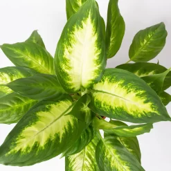 Dieffenbachie 'Camilla' , Topf-Ø17cm, Höhe Ca. 50-60 Cm 9 Dieffenbachie 'Camilla' , Topf-Ø17cm, Höhe Ca. 50-60 Cm -Gartenserien Geschäft 0220170048 Dieffenbachia Camilla 17 cm 22