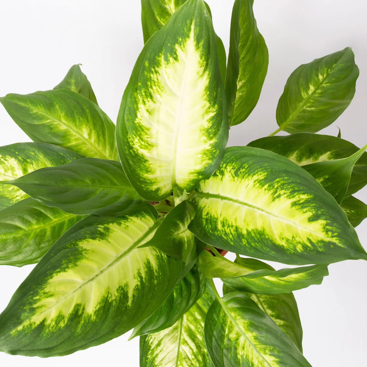 Dieffenbachie 'Camilla' , Topf-Ø17cm, Höhe Ca. 50-60 Cm 4 Dieffenbachie 'Camilla' , Topf-Ø17cm, Höhe Ca. 50-60 Cm – Bild 4
