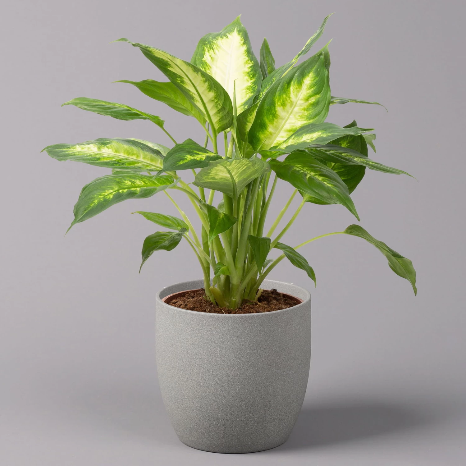 Dieffenbachie 'Camilla' , Topf-Ø17cm, Höhe Ca. 50-60 Cm 1 Dieffenbachie 'Camilla' , Topf-Ø17cm, Höhe Ca. 50-60 Cm