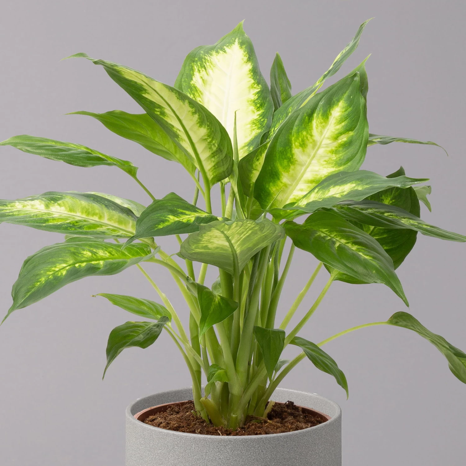 Dieffenbachie 'Camilla' , Topf-Ø17cm, Höhe Ca. 50-60 Cm 2 Dieffenbachie 'Camilla' , Topf-Ø17cm, Höhe Ca. 50-60 Cm – Bild 2