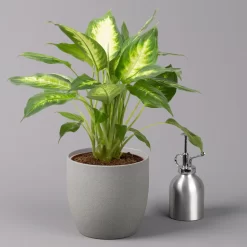 Dieffenbachie 'Camilla' , Topf-Ø17cm, Höhe Ca. 50-60 Cm 8 Dieffenbachie 'Camilla' , Topf-Ø17cm, Höhe Ca. 50-60 Cm -Gartenserien Geschäft 0220170048 Dieffenbachia Camilla 17cm 32