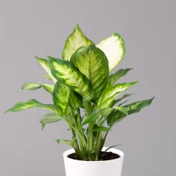 Dieffenbachie 'Camilla' Mit Keramiktopf Dallas Weiß, Topf-Ø12cm, 3er-Set -Gartenserien Geschäft 0220170075 Dieffenbachia Camilla Dallas weiss 2