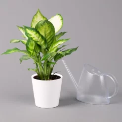 Dieffenbachie 'Camilla' Mit Keramiktopf Dallas Weiß, Topf-Ø12cm, 3er-Set -Gartenserien Geschäft 0220170075 Dieffenbachia Camilla Dallas weiss 3