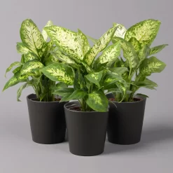 Dieffenbachie 'Compacta' Mit Keramiktopf Dallas Anthrazit, Topf-Ø12cm, 3er-Set
