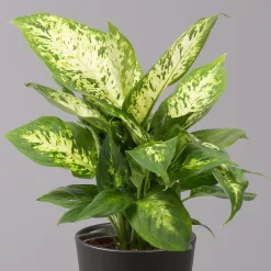 Dieffenbachie 'Compacta' Mit Keramiktopf Dallas Anthrazit, Topf-Ø12cm, 3er-Set -Gartenserien Geschäft 0220170085 Dieffenbachia Compacta mit Topf Dallas anthrazit 2