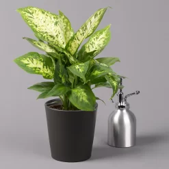 Dieffenbachie 'Compacta' Mit Keramiktopf Dallas Anthrazit, Topf-Ø12cm, 3er-Set -Gartenserien Geschäft 0220170085 Dieffenbachia Compacta mit Topf Dallas anthrazit 3