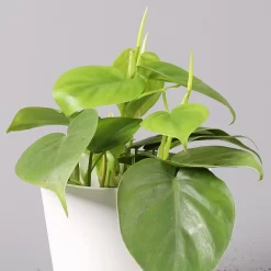 Philodendron Scandens In Keramiktopf Weiß, Topf-Ø 12 Cm, Höhe Ca. 20 Cm, 2er-Set -Gartenserien Geschäft 0220180194 Philo scandens inkl Topf Dallas weiss 32