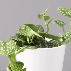 Scindapsus Pictus 'Argyraeus' In Keramitopf Dallas Weiß, Topf-Ø 12 Cm, 3er-Set -Gartenserien Geschäft 0220180196 Scind pict Argyraeus Topf Dallas weiss 2