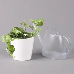 Scindapsus Pictus 'Argyraeus' In Keramitopf Dallas Weiß, Topf-Ø 12 Cm, 3er-Set -Gartenserien Geschäft 0220180196 Scind pict Argyraeus Topf Dallas weiss 3