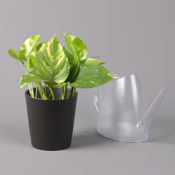 Efeutute Mit Topf Dallas Anthrazit, Topf-Ø 12 Cm, Höhe Ca. 15 Cm -Gartenserien Geschäft 0220180204 Epipremnum pinn in Topf Dallas anthrazit 32