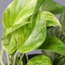 Efeutute 'Marble Queen' Inkl. Übertopf Vibes Gelb, Topf-Ø 12 Cm, Höhe Ca. 15 Cm 11 Efeutute 'Marble Queen' Inkl. Übertopf Vibes Gelb, Topf-Ø 12 Cm, Höhe Ca. 15 Cm -Gartenserien Geschäft 0220180206 Epipr Marble Queen Topf Dallas anthrazit 43