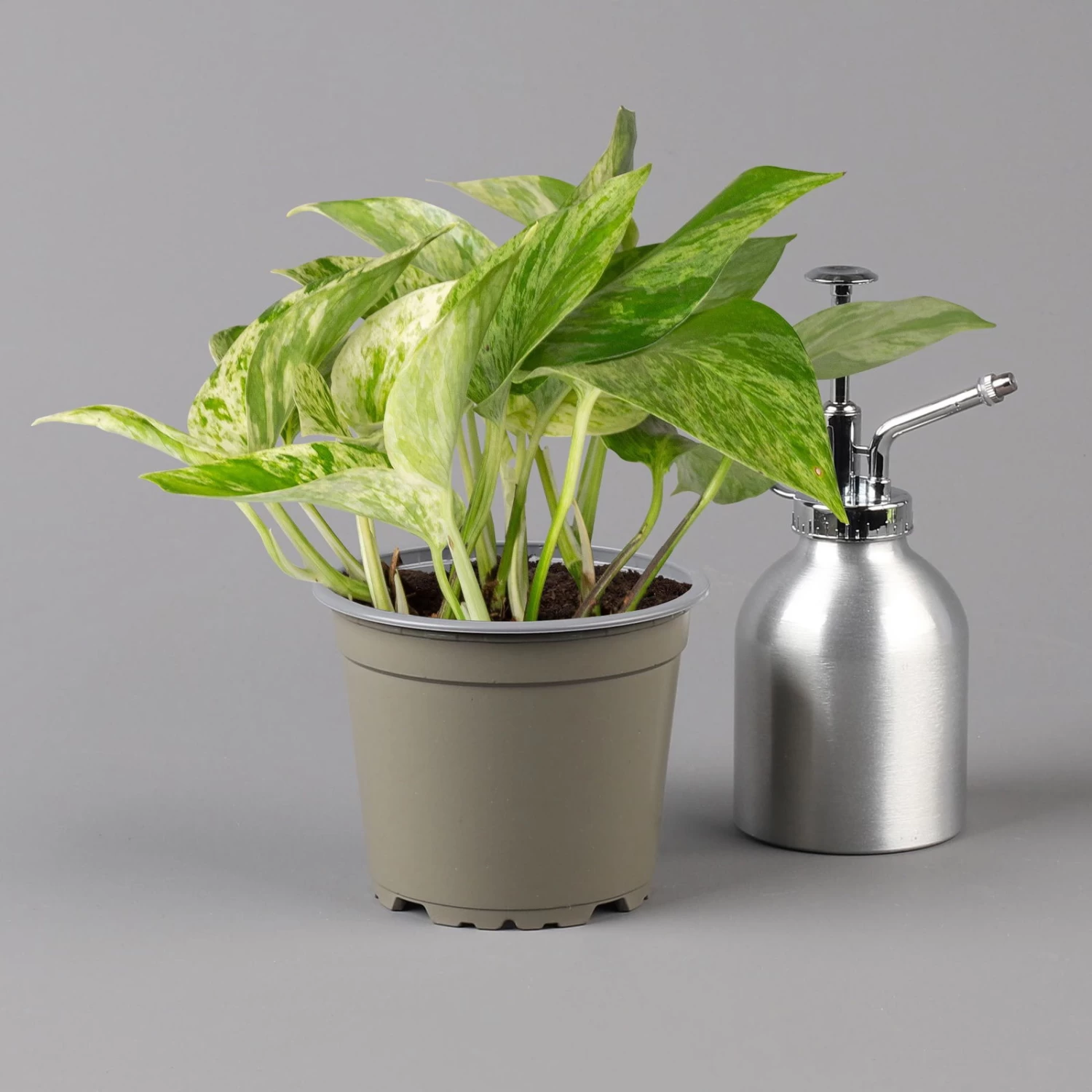 Efeutute 'Marble Queen' Inkl. Übertopf Vibes Blau, Topf-Ø 12 Cm, Höhe Ca. 15 Cm 2 Efeutute 'Marble Queen' Inkl. Übertopf Vibes Blau, Topf-Ø 12 Cm, Höhe Ca. 15 Cm – Bild 2