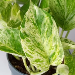 Efeutute 'Marble Queen' Inkl. Übertopf Vibes Blau, Topf-Ø 12 Cm, Höhe Ca. 15 Cm 12 Efeutute 'Marble Queen' Inkl. Übertopf Vibes Blau, Topf-Ø 12 Cm, Höhe Ca. 15 Cm -Gartenserien Geschäft 0220180373 0220180374 0220180375 0220180376 Epipremnum Marble queen 7 124941 1