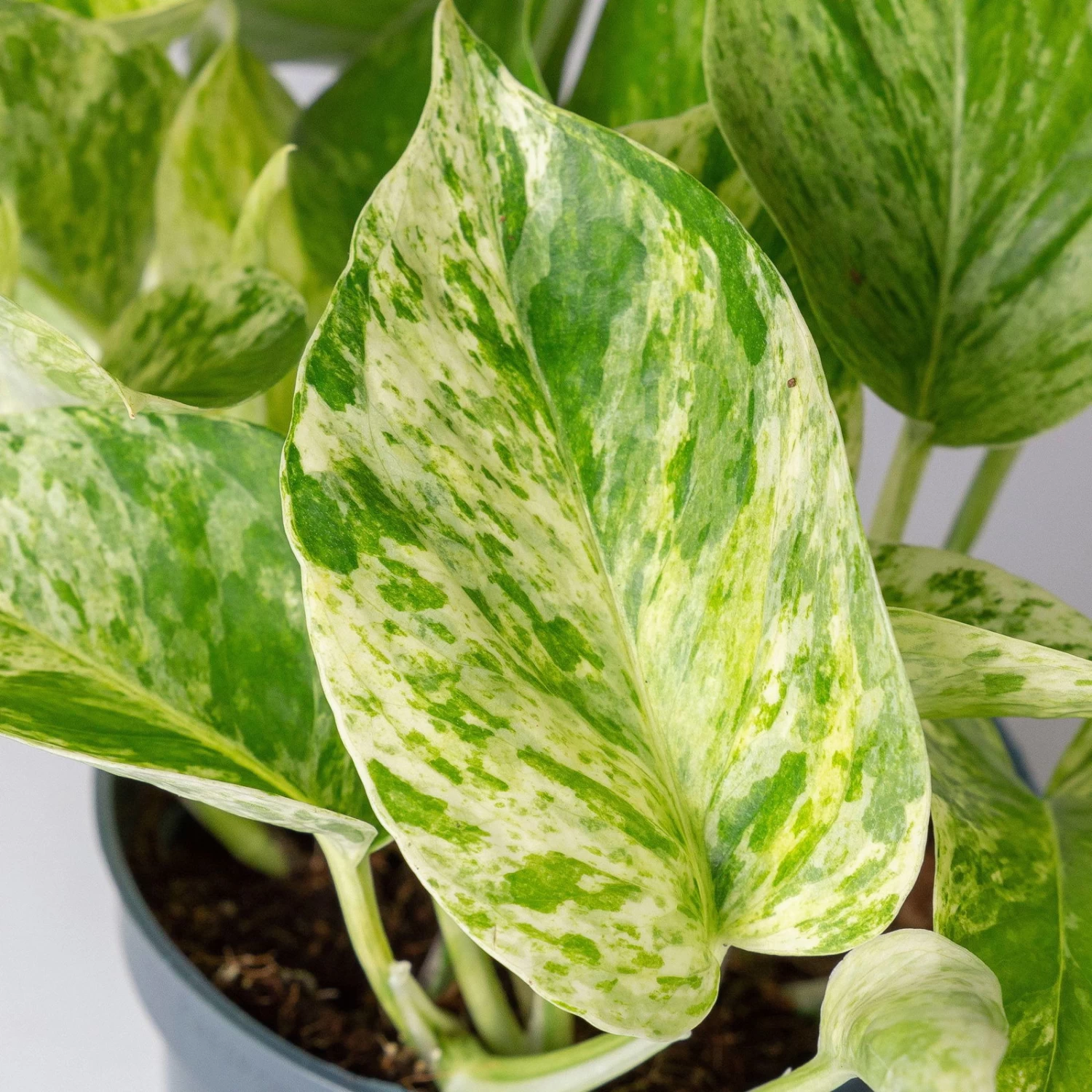 Efeutute 'Marble Queen' Inkl. Übertopf Vibes Gelb, Topf-Ø 12 Cm, Höhe Ca. 15 Cm 4 Efeutute 'Marble Queen' Inkl. Übertopf Vibes Gelb, Topf-Ø 12 Cm, Höhe Ca. 15 Cm – Bild 4