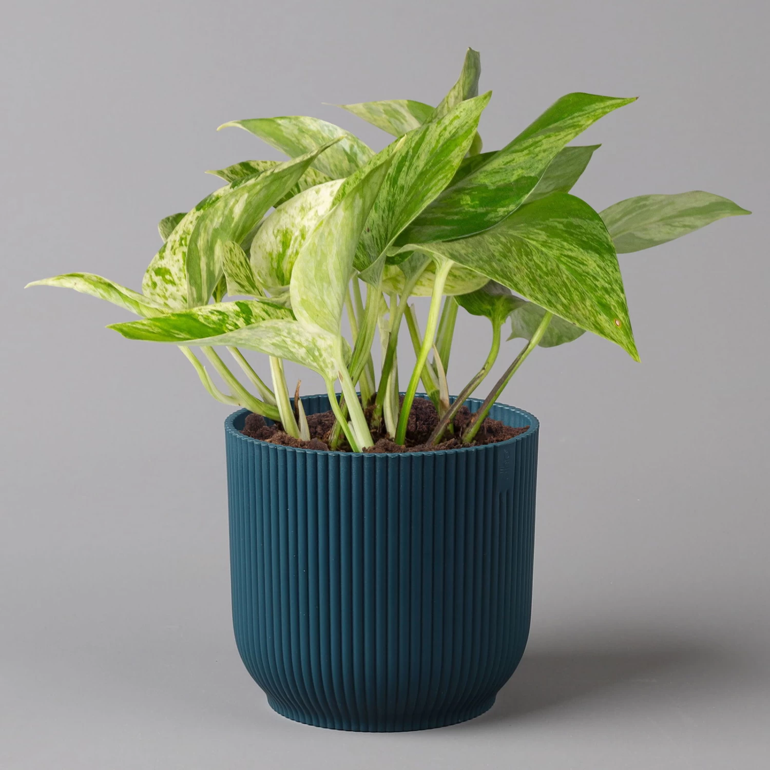 Efeutute 'Marble Queen' Inkl. Übertopf Vibes Blau, Topf-Ø 12 Cm, Höhe Ca. 15 Cm 1 Efeutute 'Marble Queen' Inkl. Übertopf Vibes Blau, Topf-Ø 12 Cm, Höhe Ca. 15 Cm