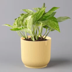 Efeutute 'Marble Queen' Inkl. Übertopf Vibes Gelb, Topf-Ø 12 Cm, Höhe Ca. 15 Cm