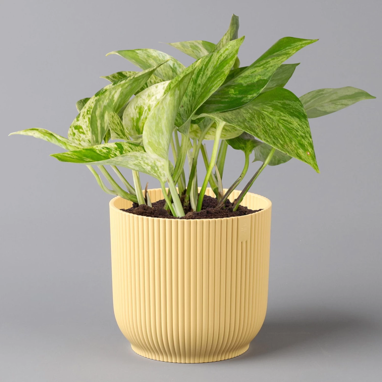 Efeutute 'Marble Queen' Inkl. Übertopf Vibes Gelb, Topf-Ø 12 Cm, Höhe Ca. 15 Cm 1 Efeutute 'Marble Queen' Inkl. Übertopf Vibes Gelb, Topf-Ø 12 Cm, Höhe Ca. 15 Cm