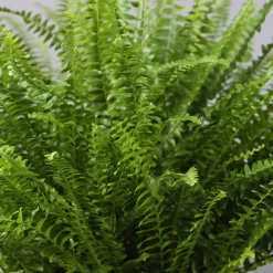 Schwertfarn In Topf Tusca, Topf-Ø 17 Cm, Höhe Ca. 30 - 45 Cm -Gartenserien Geschäft 0220190112 Nephrolepis exaltata im Topf Tusca T17 WS 6