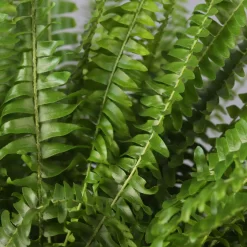 Schwertfarn In Topf Tusca, Topf-Ø 17 Cm, Höhe Ca. 30 - 45 Cm -Gartenserien Geschäft 0220190112 Nephrolepis exaltata im Topf Tusca T17 WS 9