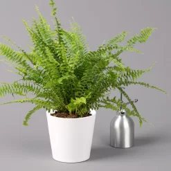 Schwertfarn 'Green Lady' Mit Keramiktopf Dallas Weiß, Topf-Ø12cm, Höhe Ca. 35 Cm -Gartenserien Geschäft 0220190124 Nephrolep Green Lady Dallas weiss 3