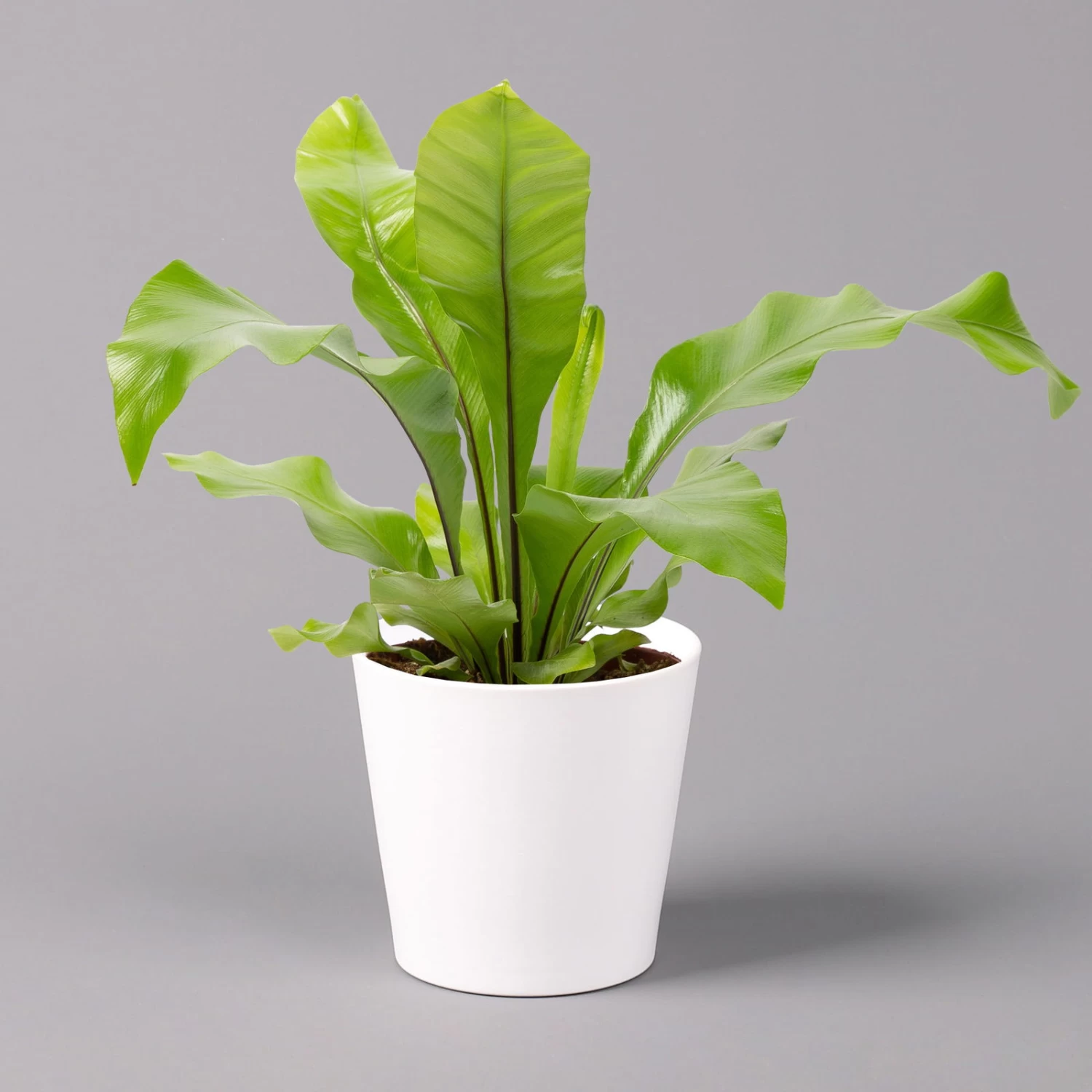 Nestfarn, Mit Keramiktopf Dallas Weiß, Topf-Ø12cm, Höhe Ca. 35 Cm, 3er-Set 2 Nestfarn, Mit Keramiktopf Dallas Weiß, Topf-Ø12cm, Höhe Ca. 35 Cm, 3er-Set – Bild 2