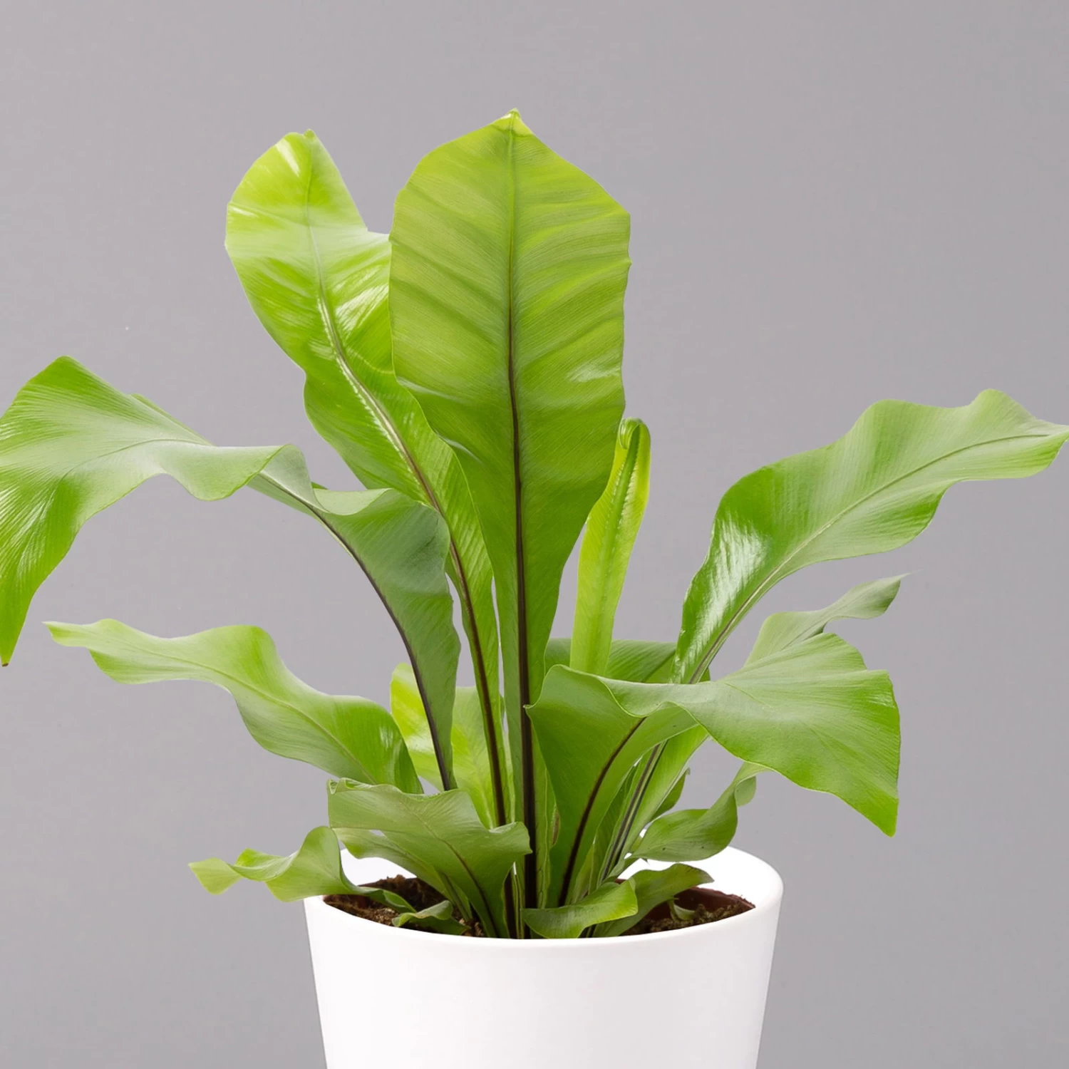 Nestfarn, Mit Keramiktopf Dallas Weiß, Topf-Ø12cm, Höhe Ca. 35 Cm, 3er-Set 3 Nestfarn, Mit Keramiktopf Dallas Weiß, Topf-Ø12cm, Höhe Ca. 35 Cm, 3er-Set – Bild 3