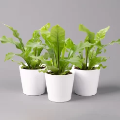 Nestfarn, Mit Keramiktopf Dallas Weiß, Topf-Ø12cm, Höhe Ca. 35 Cm, 3er-Set