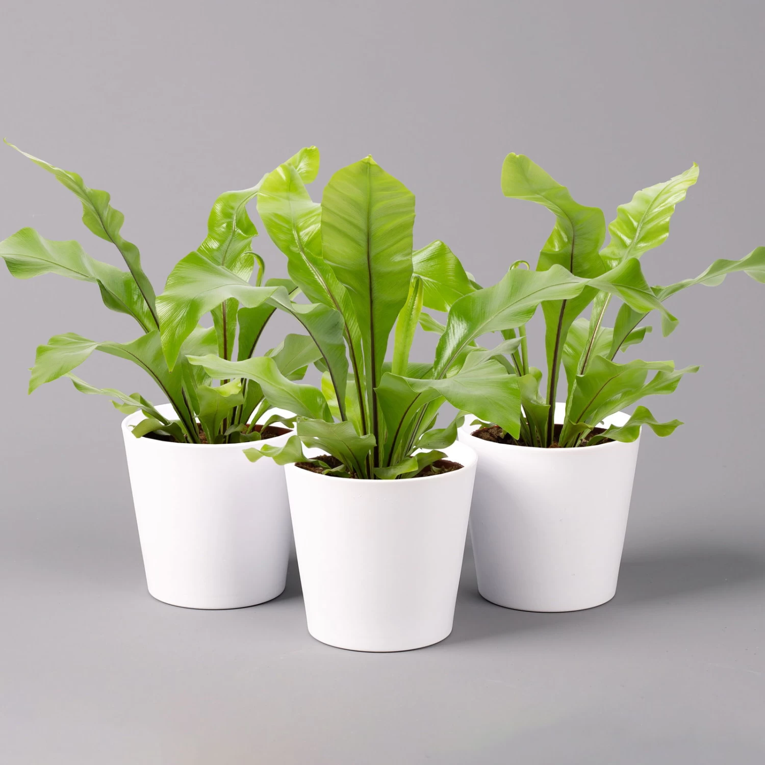 Nestfarn, Mit Keramiktopf Dallas Weiß, Topf-Ø12cm, Höhe Ca. 35 Cm, 3er-Set 1 Nestfarn, Mit Keramiktopf Dallas Weiß, Topf-Ø12cm, Höhe Ca. 35 Cm, 3er-Set